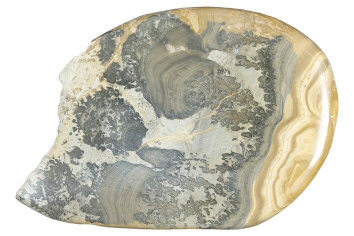 Triassic Aged Stromatolite Fossil - England #285796